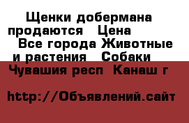 Щенки добермана  продаются › Цена ­ 45 000 - Все города Животные и растения » Собаки   . Чувашия респ.,Канаш г.